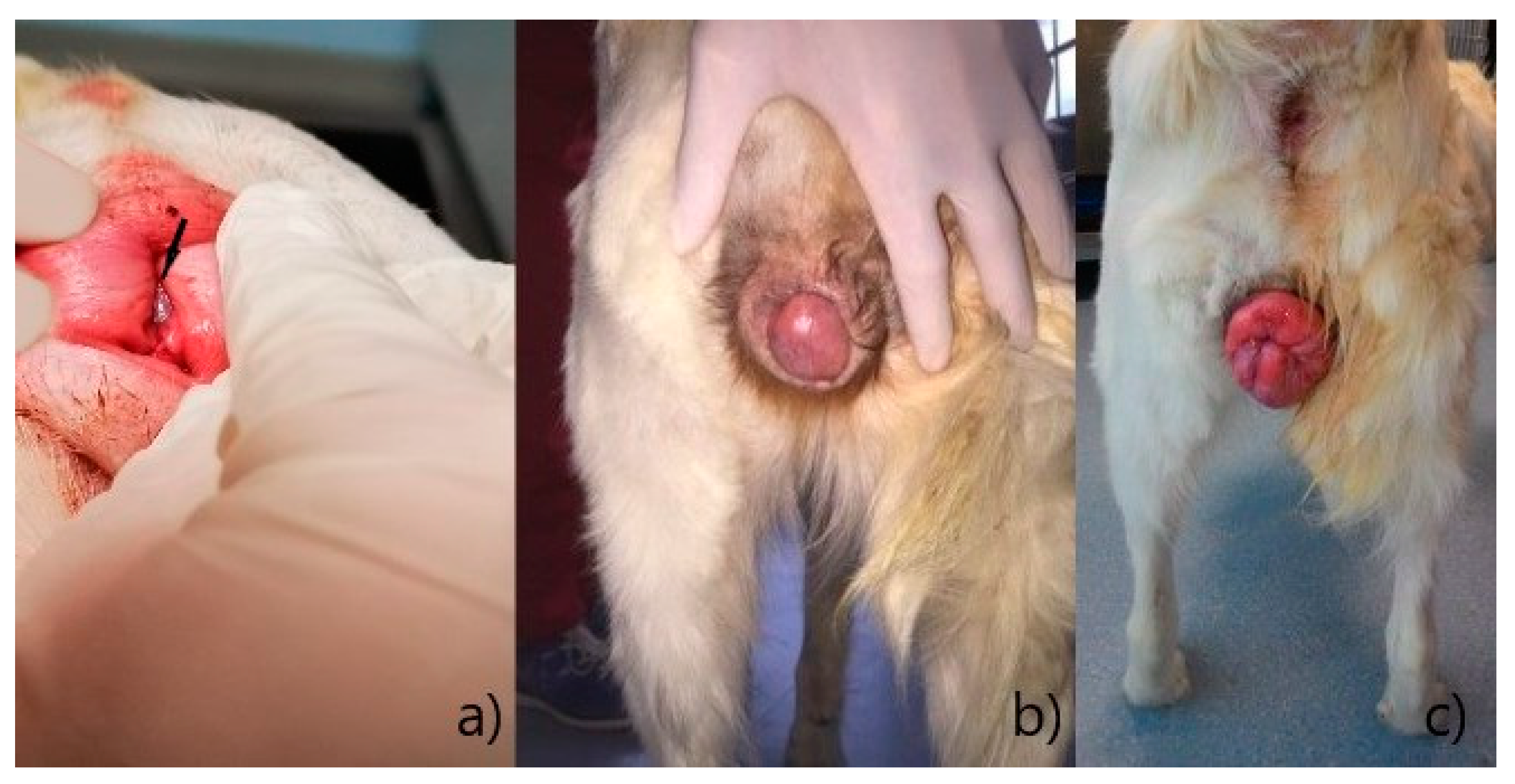 <p>Pain at mating, hyperplastic tissue protruding from the vulva, excessive licking and self-trauma</p>