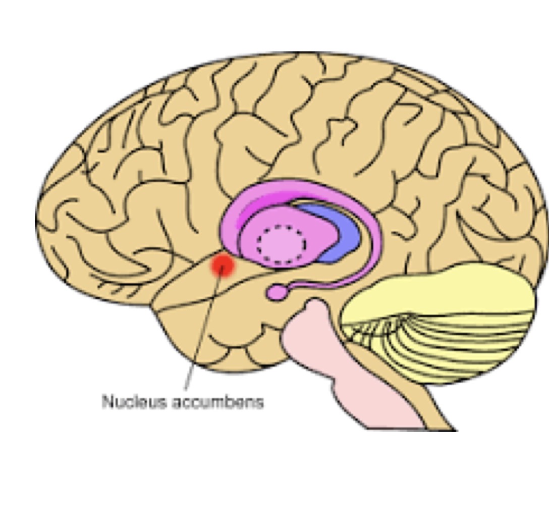 <p>what is this area and what does this area do for sex?</p>