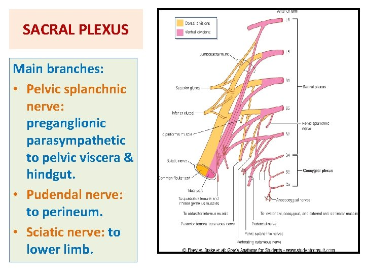 <p>C. pelvic splanchnic nerves</p><p><strong>Preganglionic parasympathetic fibers</strong> to the pelvic organs arise from the <strong>S2, S3, and S4 spinal cord segments</strong> and enter the <strong>pelvic (inferior hypogastric) plexus</strong> via the <strong>pelvic splanchnic nerves</strong></p><ul><li><p><strong>Gray rami communicantes</strong> carry postganglionic sympathetic fibers to spinal nerves (A is incorrect).</p></li><li><p class=""><strong>Hypogastric nerves</strong> carry mainly sympathetic fibers, not parasympathetic (B is incorrect).</p></li><li><p class=""><strong>Sacral splanchnic nerves</strong> are sympathetic fibers from the sacral sympathetic trunk (D is incorrect).</p></li><li><p class=""><strong>White rami communicantes</strong> carry preganglionic sympathetic fibers from spinal nerves to sympathetic trunk, not parasympathetic (E is incorrect)</p></li></ul><p></p>