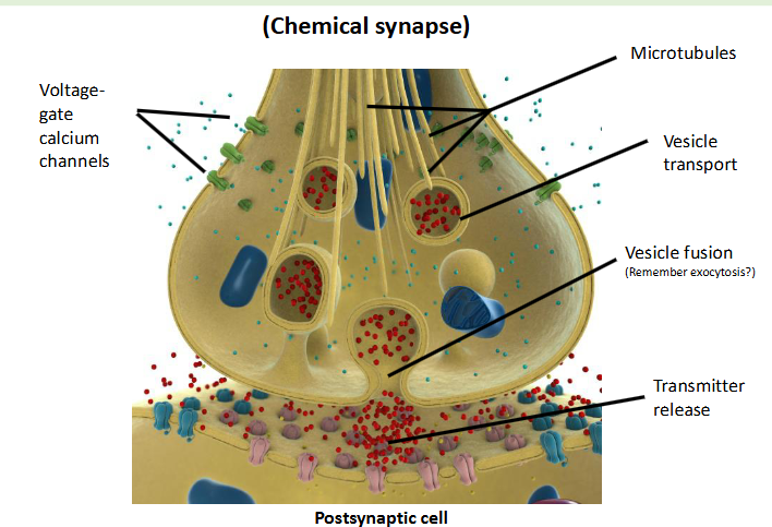 <p>this is another word for the chemical synapse </p>