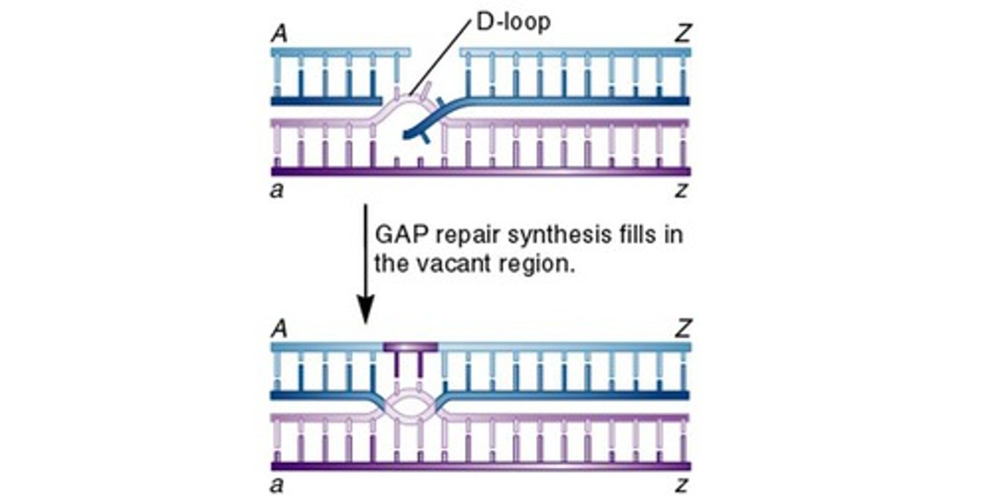 <p>The process of filling in gaps in DNA during replication or repair.</p>