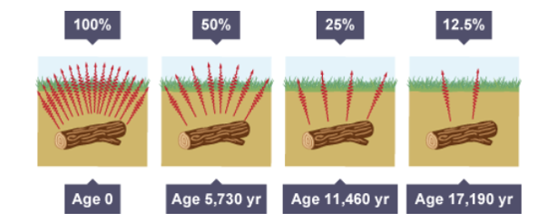 Carbon dating

All living things contain a tiny amount of the radioactive carbon-14

When living things die, they no longer absorb carbon-14

the amount of carbon-14 begins to reduce due to radioactive decay by beta decay

The half-life of carbon-14 is 5730 years

By measuring the levels of carbon-14 remaining in a piece of wood, cloth or body it is possible to determine the age of the item
