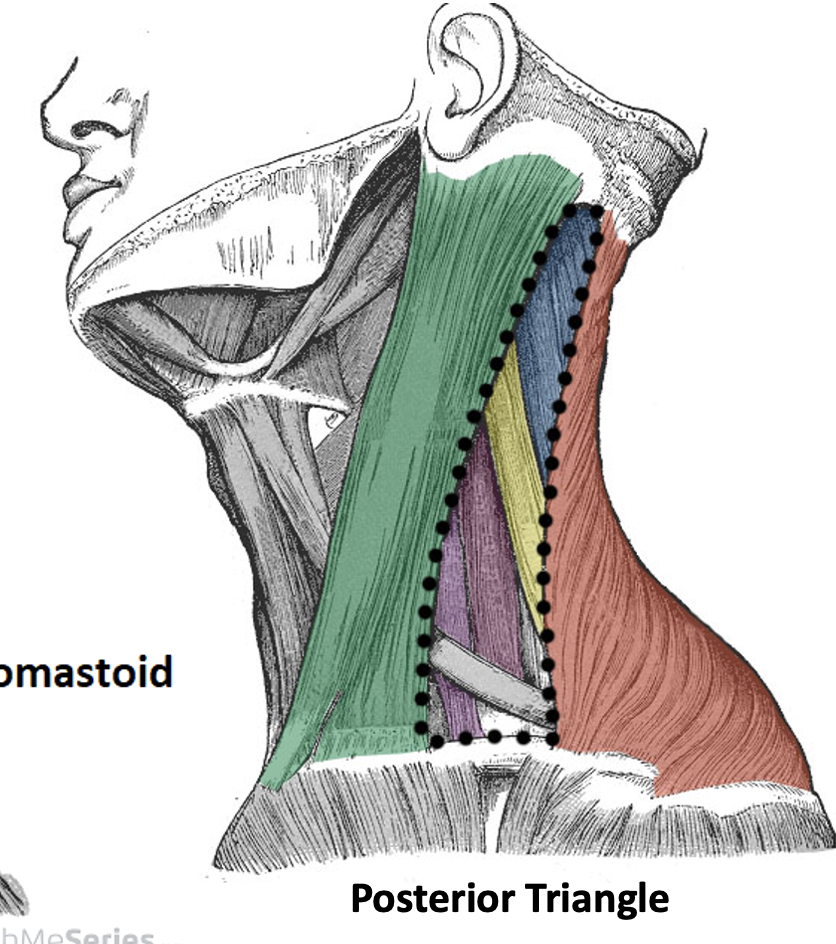 <p><span>Borders of the posterior triangle</span></p>