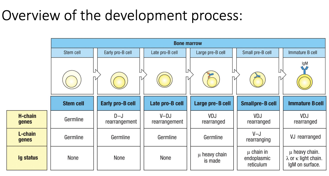 <ul><li><p>Development occurs through <strong>multiple defined stages</strong> in the bone marrow.</p></li><li><p>Heavy-chain and light-chain genes undergo <strong>sequential rearrangements</strong>.</p></li><li><p>Each stage includes <strong>checkpoints</strong> determining whether the cell survives or dies.</p></li></ul><p></p>