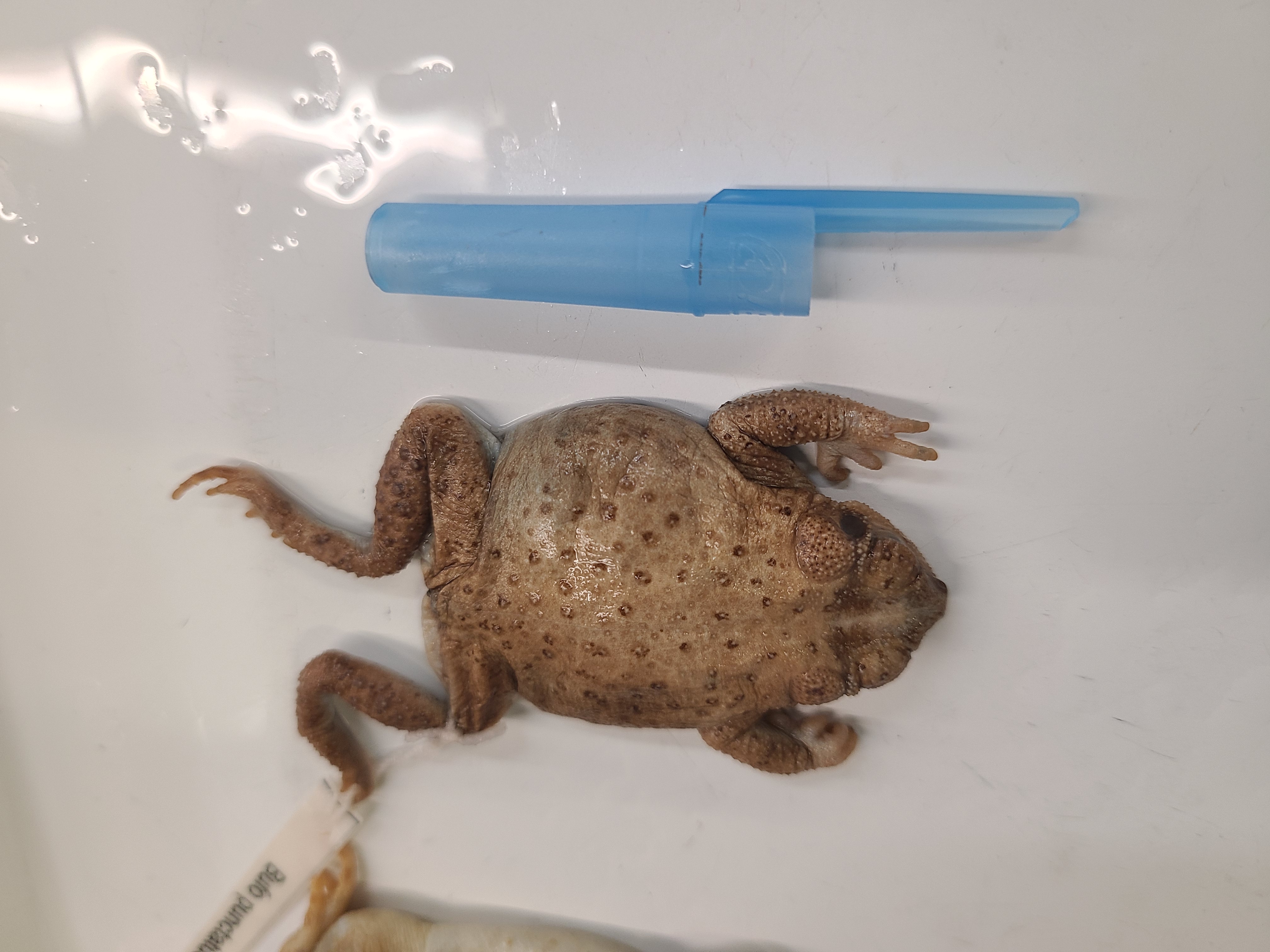 <p>Scientific name and distinguishing features</p>