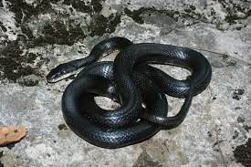 Eastern Ratsnake     