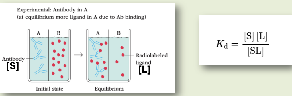<p>strength of the binding between an epitope &amp; single combining site of an antibody. the sum of the attractive &amp; repulsive forces between them. represented as a dissociation constant (K<sub>d</sub>). to calculate this, use either equilibrium dialysis or surface plasma resonance</p>