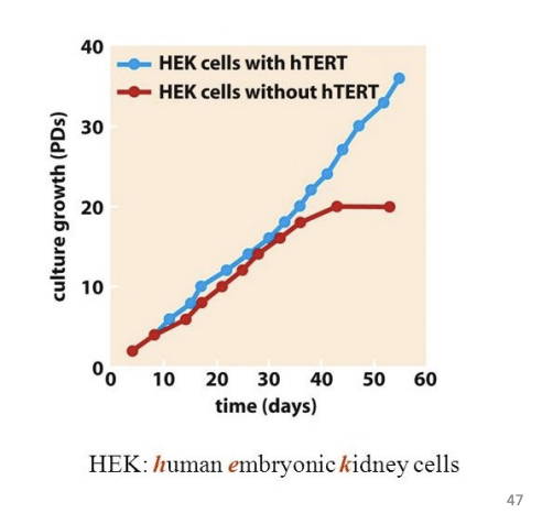 <p>telomerase reverse transcriptise</p><ul><li><p>in HEK cells: without hTERT, eventually die. with hTERT, HEK cells keep growing</p></li></ul>