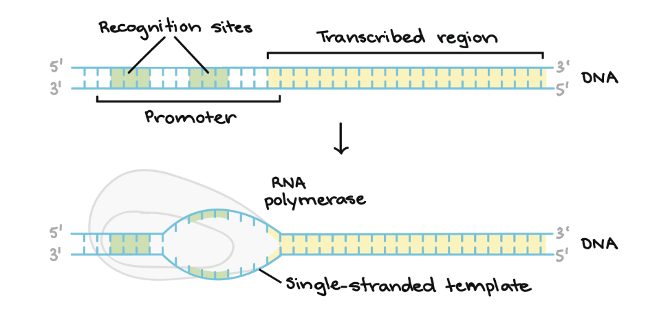 <p>the DNA sequence located upstream of a gene (-35 box); typically TA rich (weaker); helps RNA pol transcribe a gene</p>