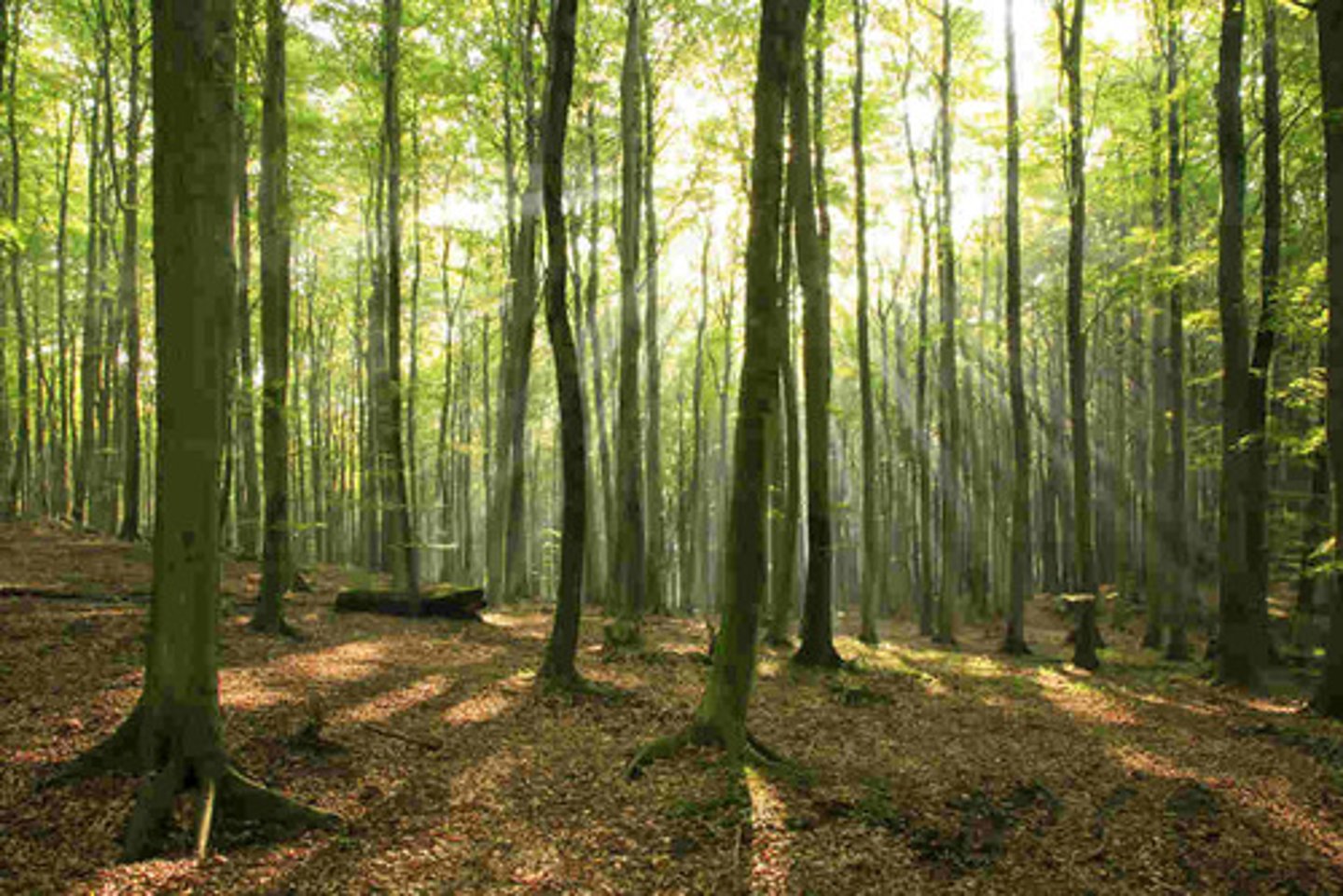<p>forests</p>
