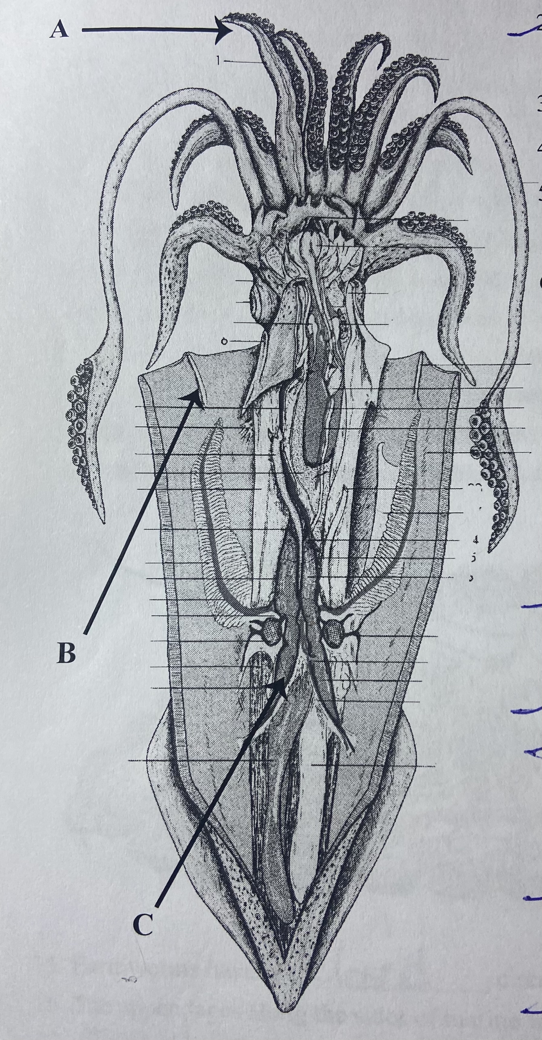 Arrow C indicates which structure?