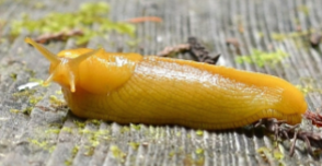 <ul><li><p>35,000 species</p></li><li><p>Largest most varied class</p></li><li><p>Marine fresh water, terrestrial</p></li><li><p>Carnivores, predators, herbivores, detritivores scavengers (feed on dead organic material)</p></li><li><p>Well-developed head that is highly cephalized</p></li><li><p>Dorsoventral elongation of the body</p></li><li><p>Torsion</p></li><li><p>Shell morphologies</p></li></ul><p></p>