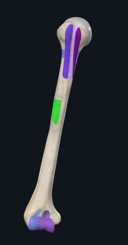 <p>What is this part of the humerus called</p>