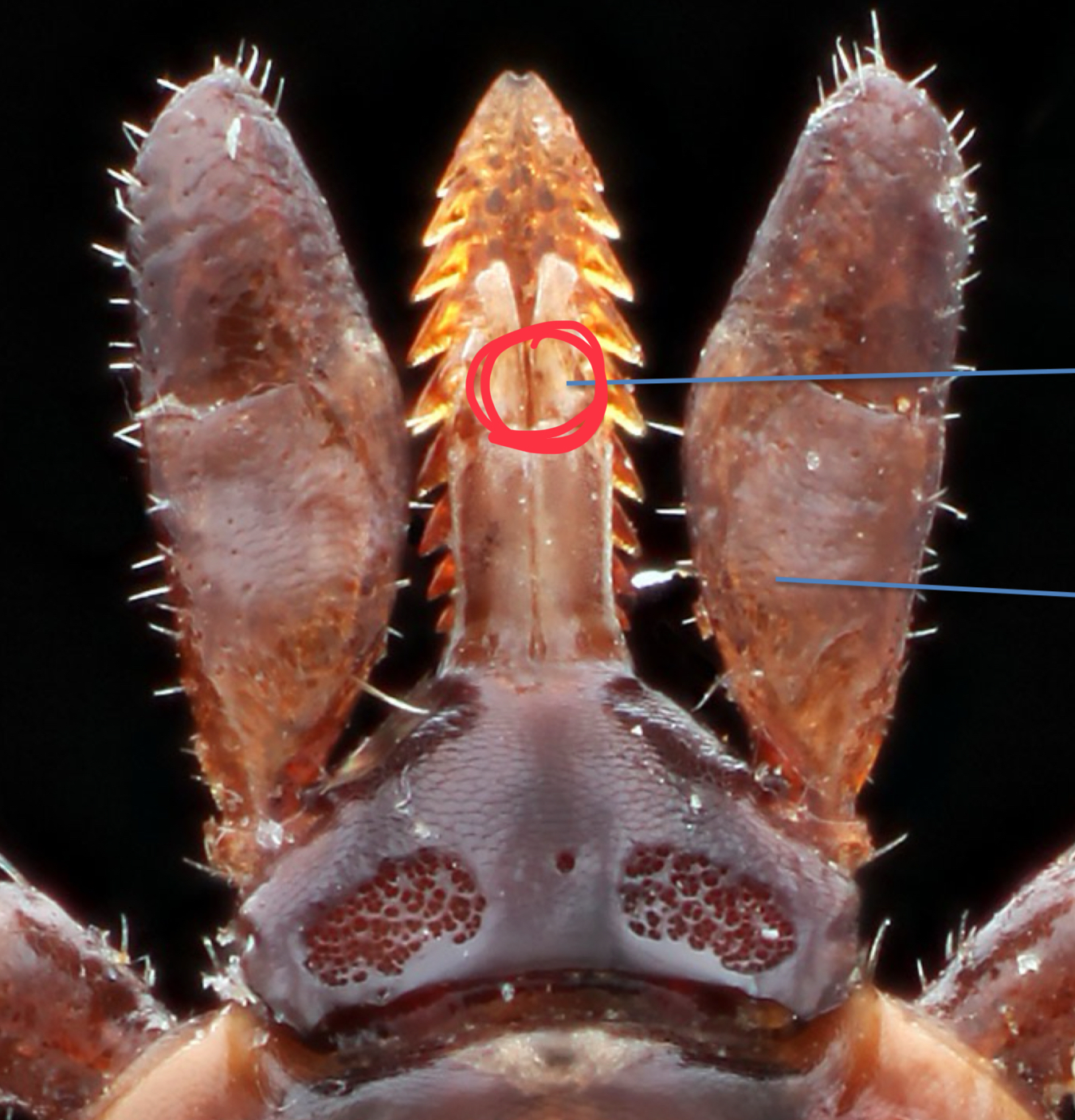 term image