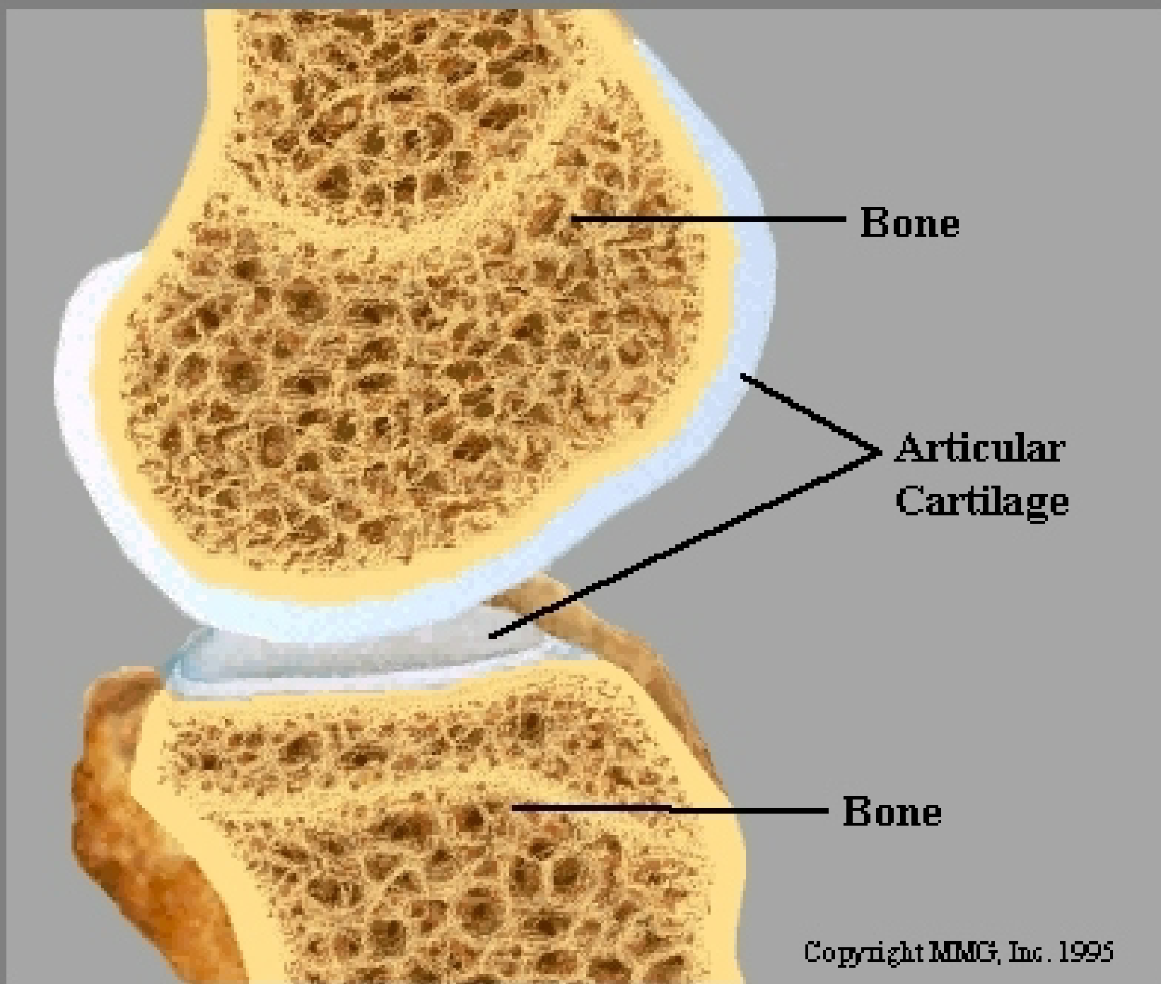 <p>Articulating Cartilage </p>