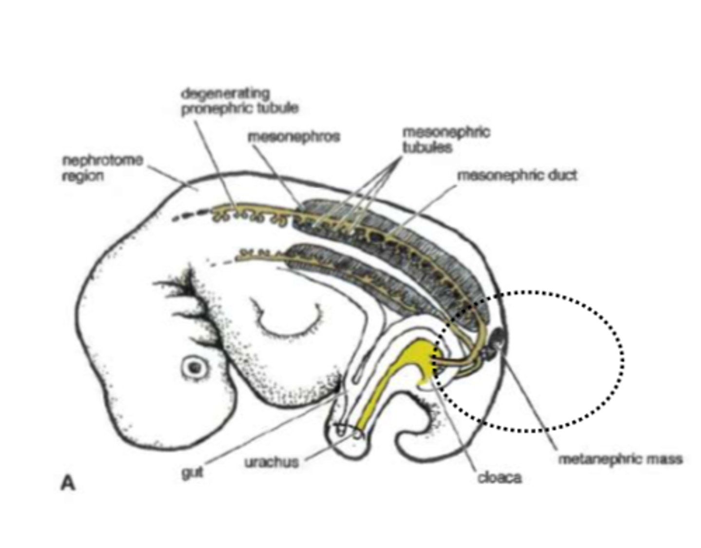 <p>pretty caudal</p>
