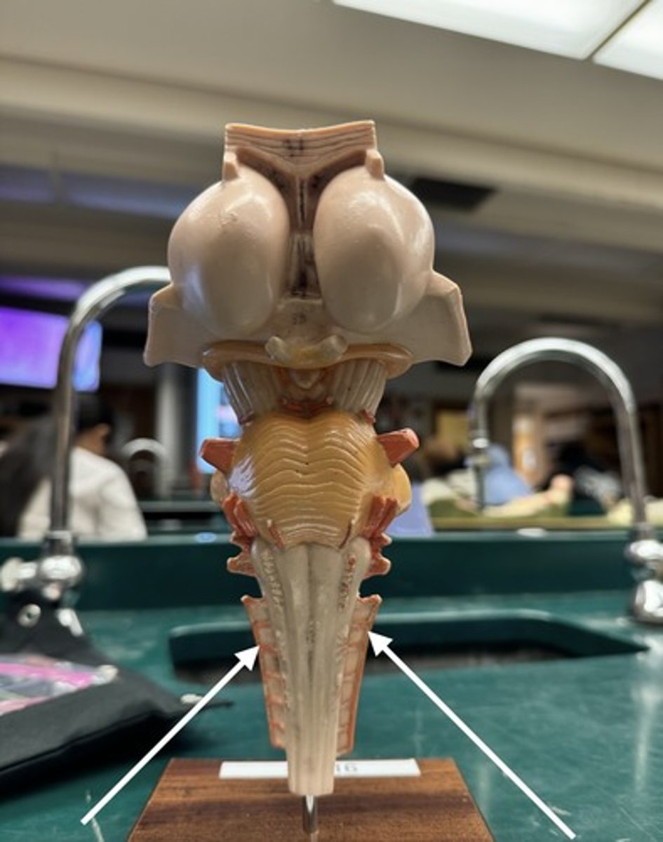 <p>identify arrow</p>