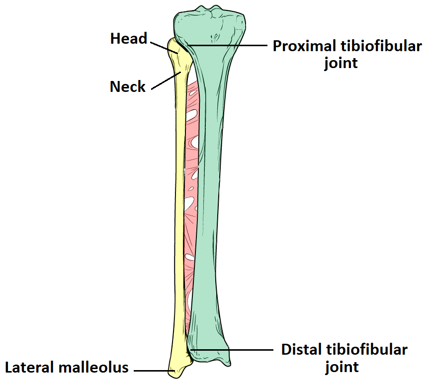 <p>end of fibula that connects with tarsals not as sharp as the top</p>