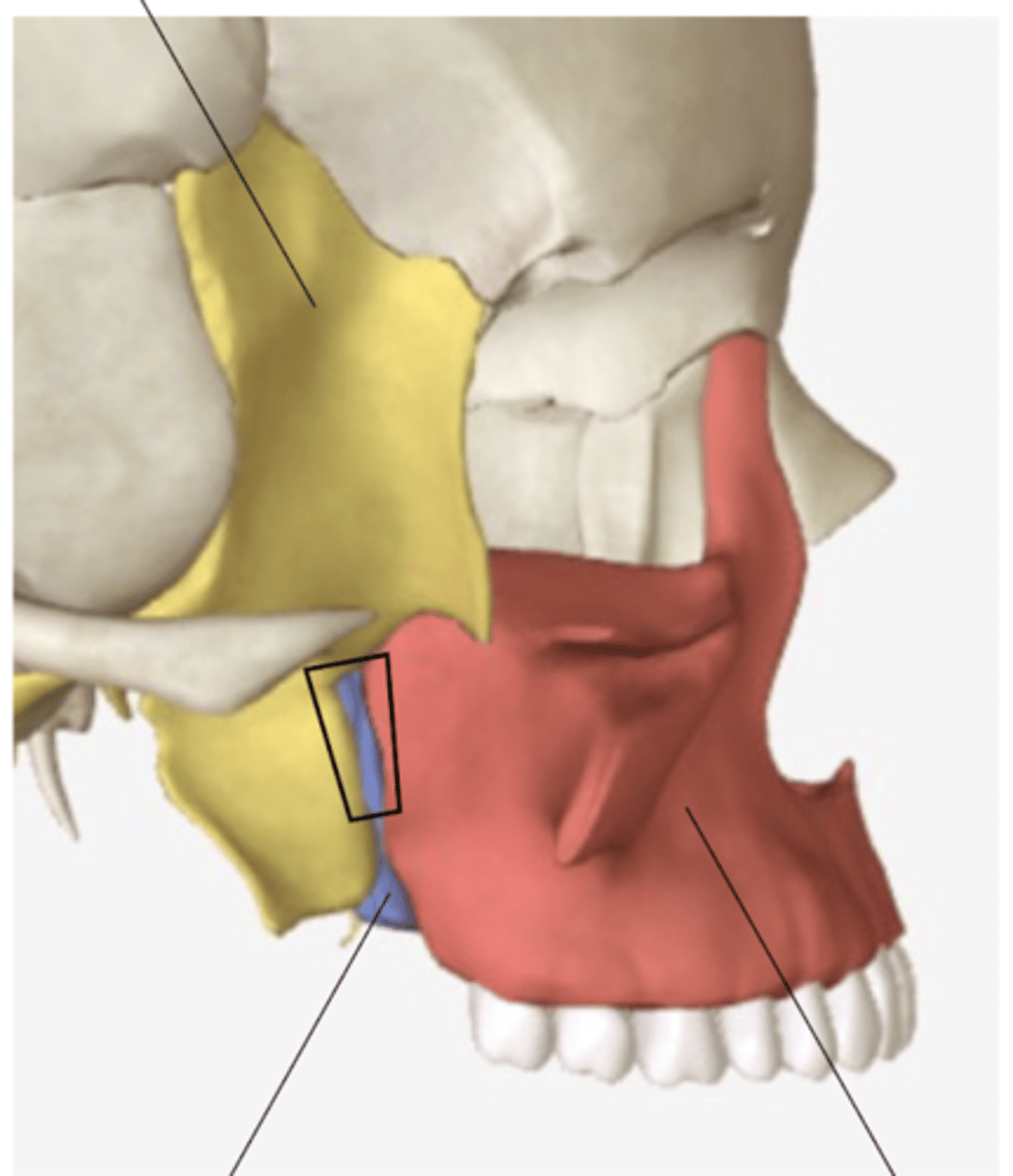 <p>what 3 bones make up the pterygopalatine fossa</p>