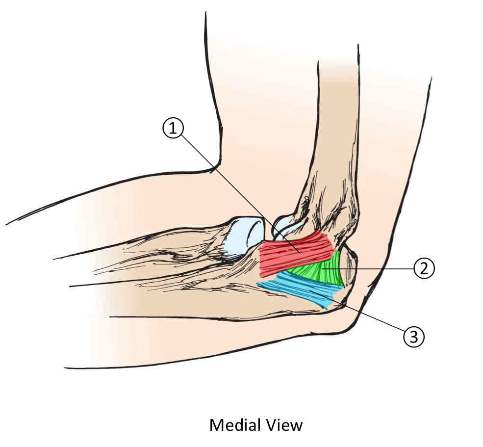 <p>Medial Collateral Ligament</p>
