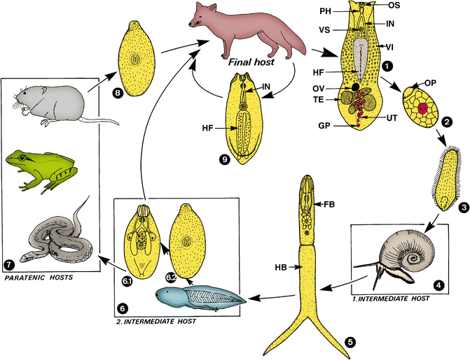 LC alaria alata