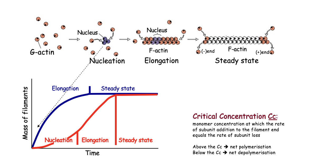 <p><strong>Nucleation</strong></p><ul><li><p>initial formation of oligomers with few subunits</p></li><li><p>energetically <strong>unfavourable</strong></p></li></ul><p></p>