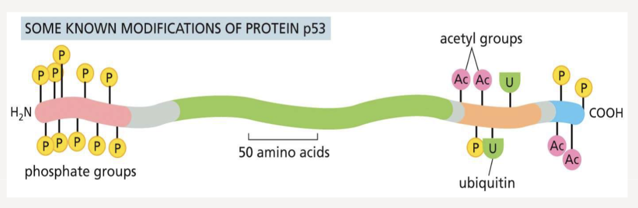 <p>produce regulatory codes to control protein behavior</p>