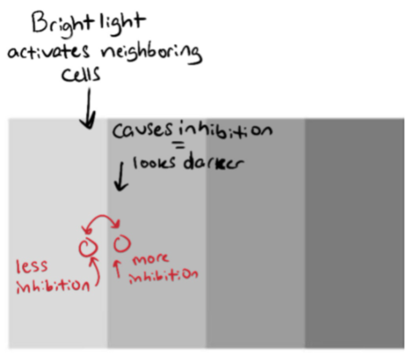 <p>illusion caused by lateral inhibition where edges between light and dark look extra bright or extra dark.</p>