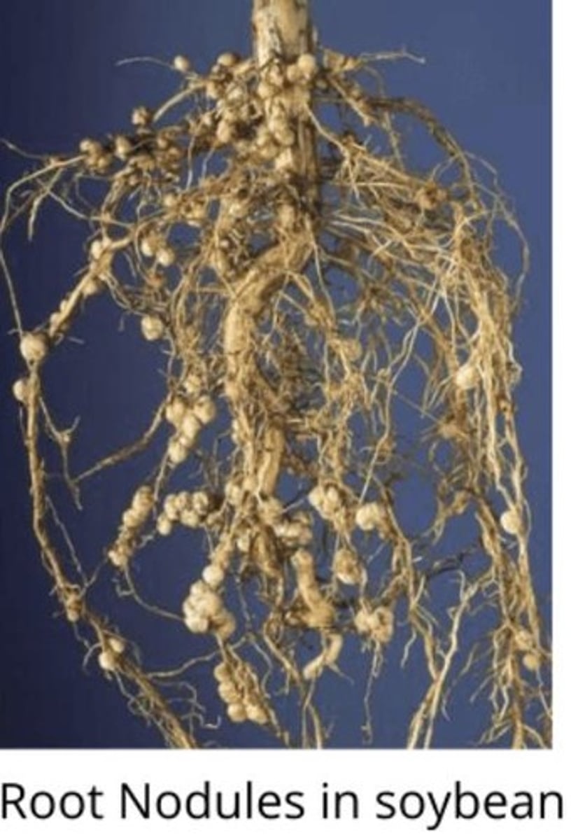 <p>Symbiotic interactions with soil bacteria or fungi that increase a plant's ability to absorb water and minerals.</p>