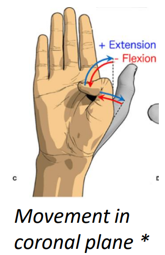<p>extensor pollicis longus m. (extension)</p>