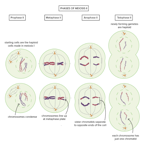 <ul><li><p>Prophase 2 - chromosomes condense </p></li><li><p>Metaphase 2 - centromeres of the paired chromatids line up across the metaphase II plate of each cell</p></li><li><p>Anaphase 2 - sister chromatids separate and move to opposite poles</p></li><li><p>Telophase 2 - reformation of nuclear envelopes and recondensation of chromatids, cytokinesis divides each parental cell into two haploid cells</p></li></ul><p></p>