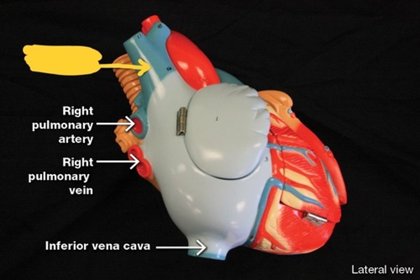 <p>Great vessels of the heart,</p>