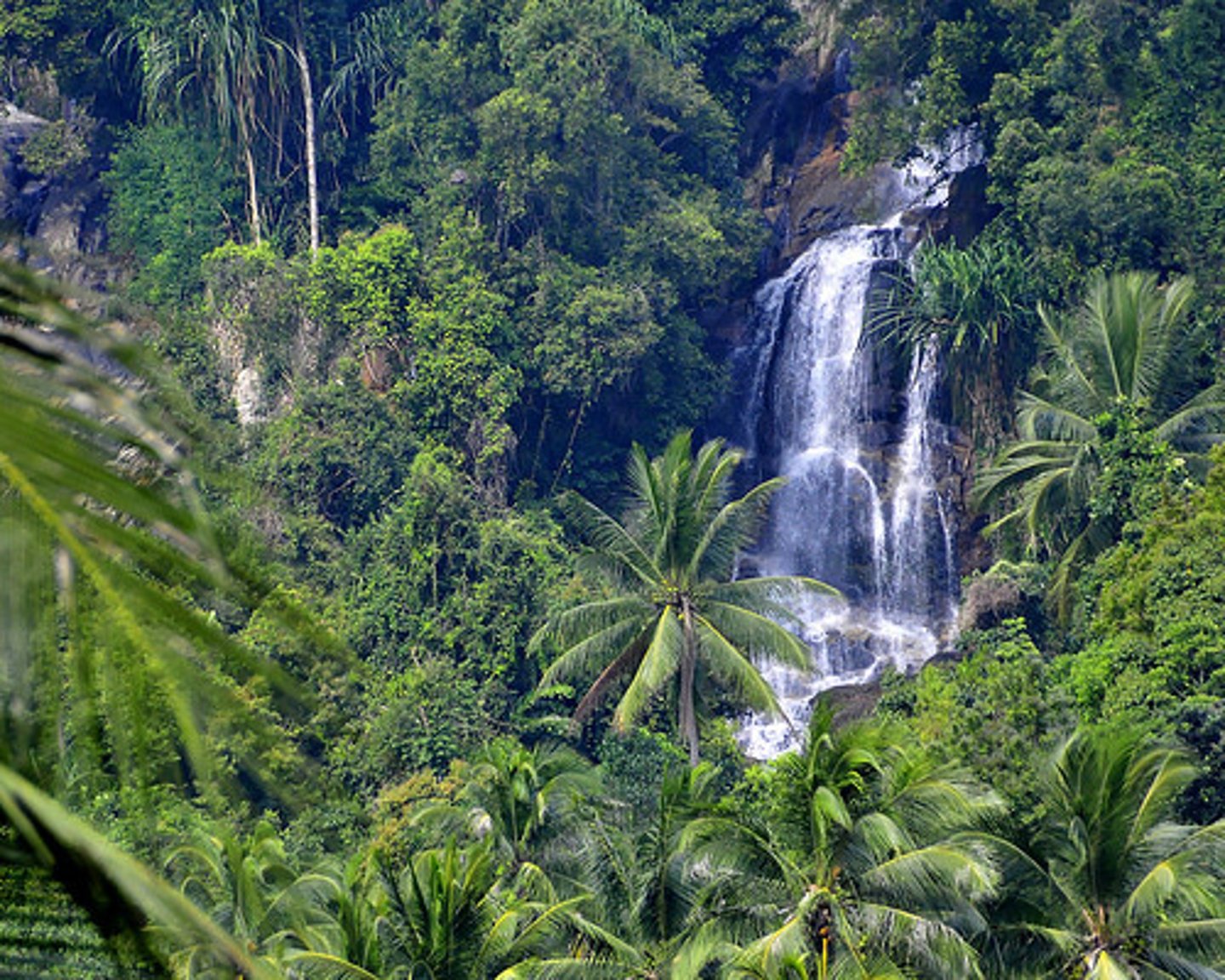 <p>Densely wooded area in Central Africa that creates a humid climate that receives large amounts of rain.</p>