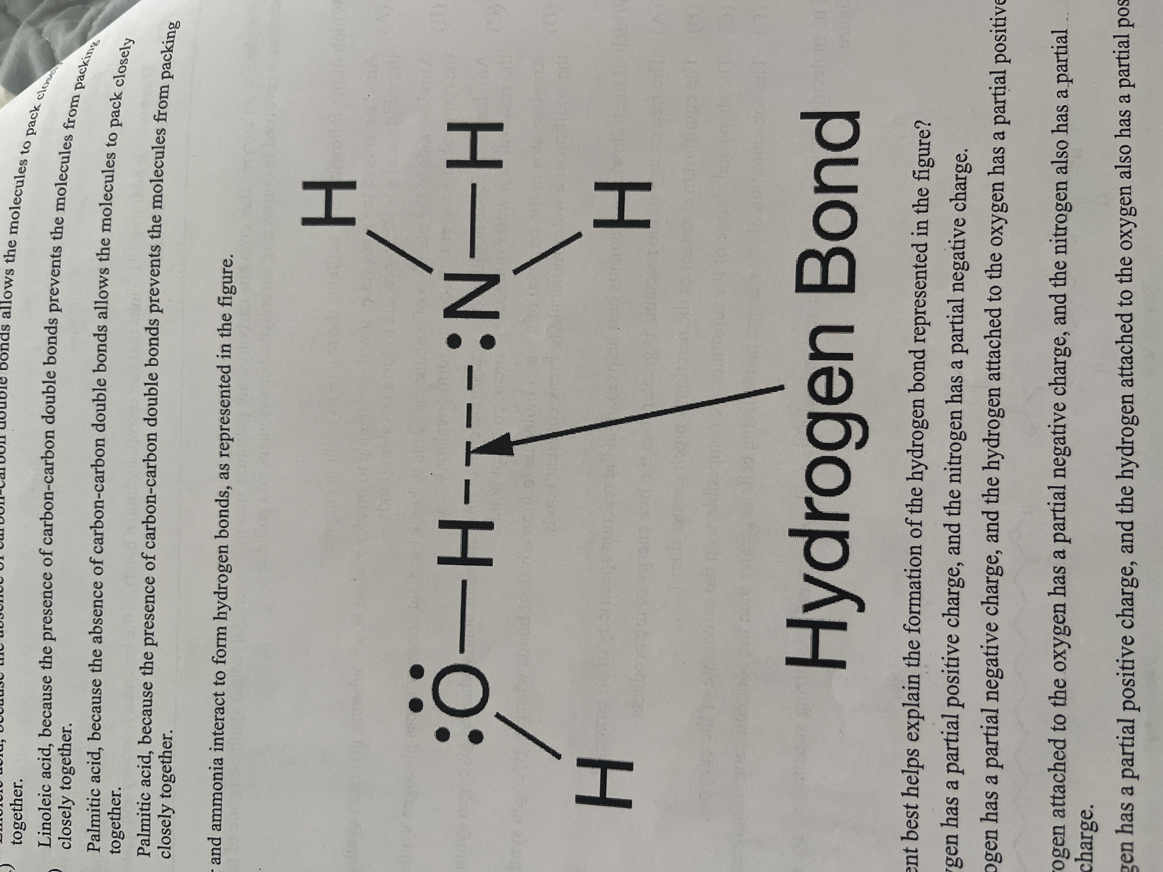 <p>Water and ammonia interact to form hydrogen bonds, as respected in the figure.</p><p>Which statement best helps explain the formation of the hydrogen bond represented in the figure?</p>