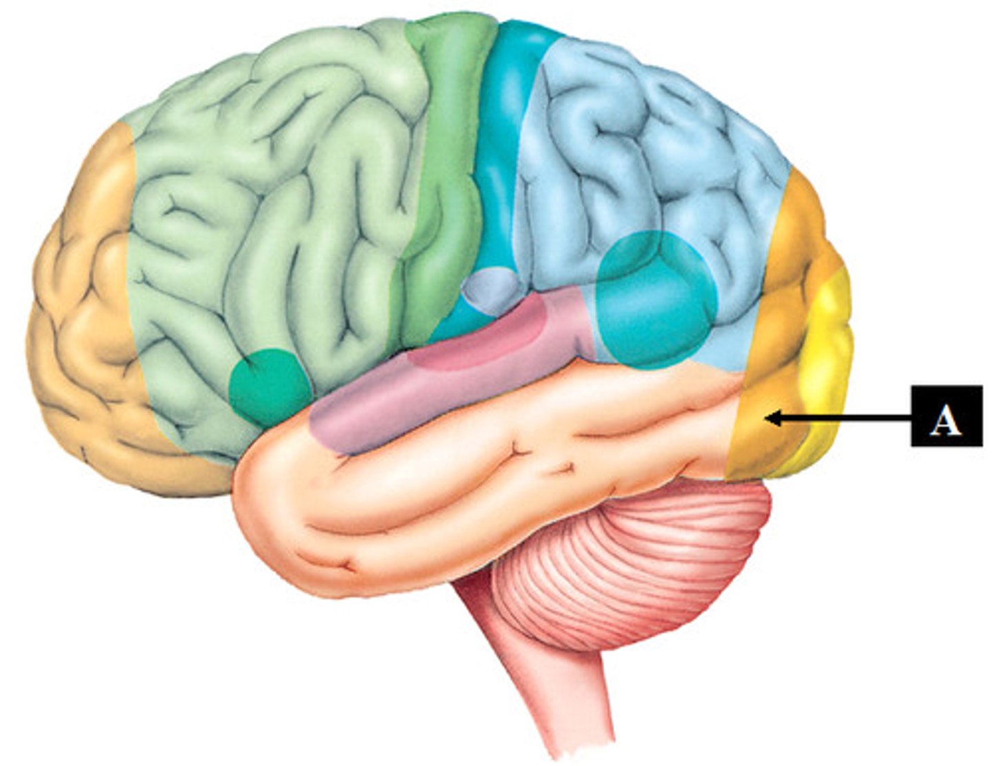 <p>recognizes the meaning of visual information by putting it into context with past experiences</p>