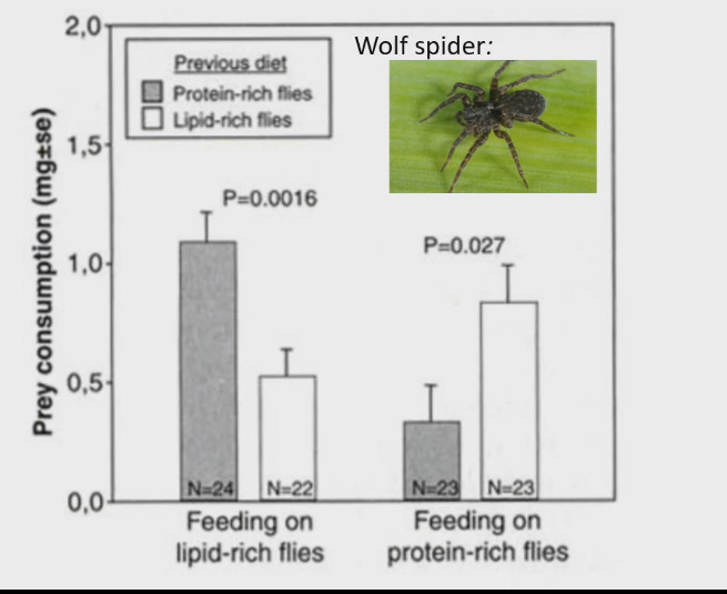 <ul><li><p>Feed spider flies that were earthier rich in lipids or rich in proteins</p></li><li><p>After a bit, we gave them option to each whichever fly they wanted</p></li><li><p>Turns out the spiders who previously ate the protein rich flies ate the lipid rich flies (because they were lipid deficient), and the spiders who previously ate the lipid rich flies ate the protein rich flies (because they were protein deficiant)</p></li><li><p>This means that spider has a way to tell which nutrients is in the food it is eating (which spider is lipid rich and which is protein rich so they can eat the nutrients they were originally starved of)</p><ul><li><p>Maxillary palp</p></li></ul></li></ul><p></p>