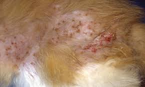 <p>A papular, crusting skin disease located predominantly on the back w/ varying degrees of pruritis </p>