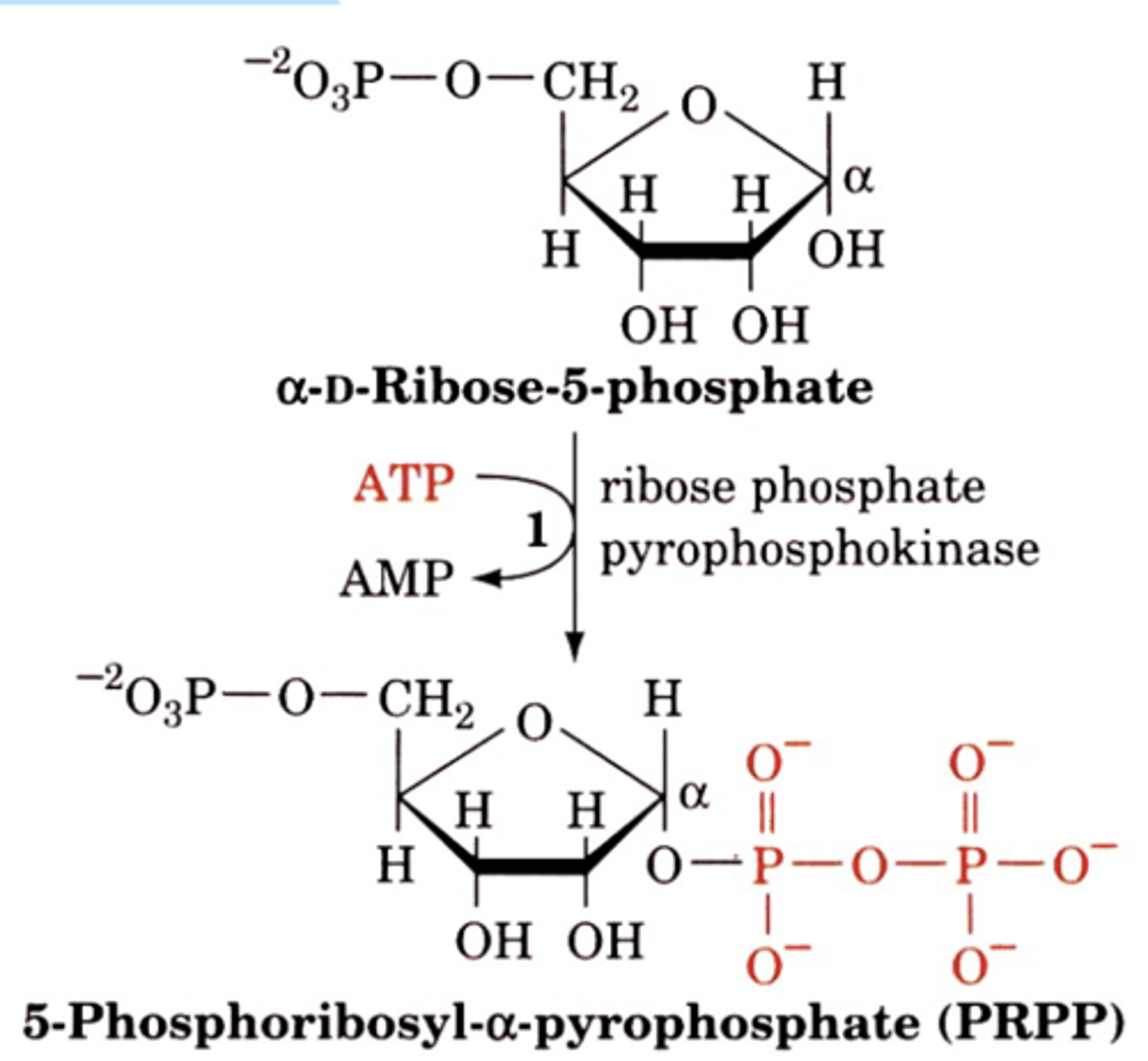 <p>net reaction of the ribose 5 phosphate pyrokinase reaction</p>