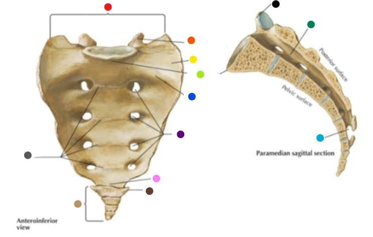 <p>What is the structure at the yellow dot? </p>