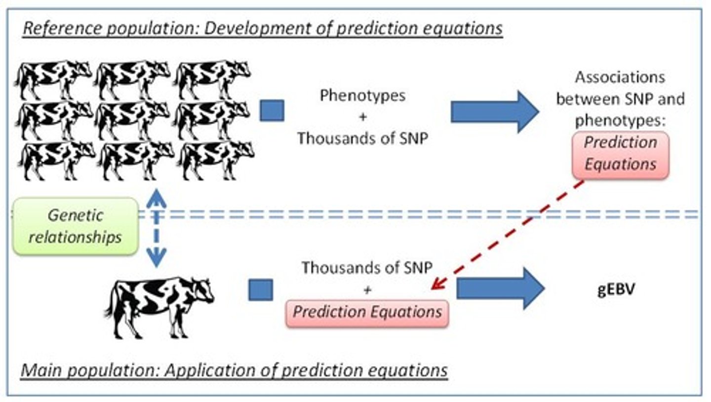 <p>Values derived from thousands of SNP genotypes across the genome, improving the accuracy of breeding values based on genetic relationships.</p>