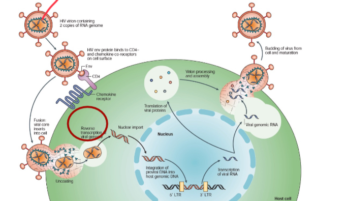 <p>Reverse transcription? Shitty enzyme with no proof reading, mutations occur.</p>