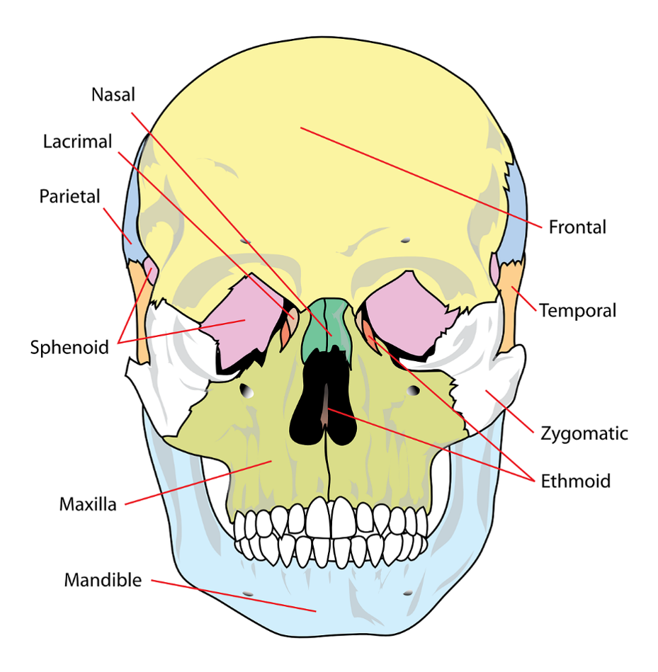 <p>The skull divides into two sections, the cranium, which is made up of 8 bones, and the face, which is made up of 14 bones. Additionally, there are 7 bones that associate with the skull but are not considered here.</p>