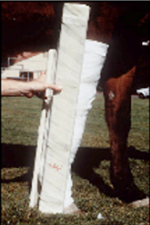 <p><span style="background-color: transparent;"><strong><span>Forelimb Fractures Splints</span></strong></span></p>