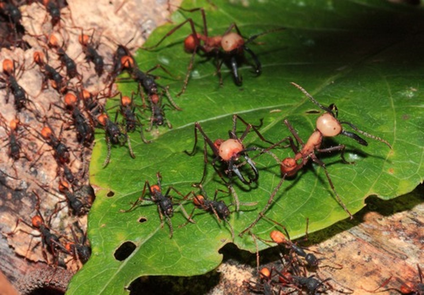 <p>the slower the rate of evolution</p>