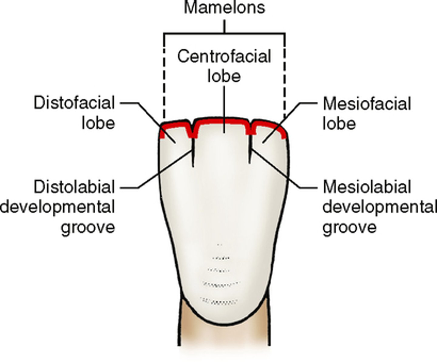 <p>Anterior teeth are composed of ____ Lobes</p><p>- named mesiolabial, middle labial, and distolabial lobes.</p>