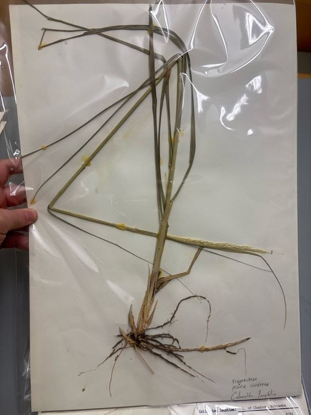 <p>Eragrosteae - calamovilfa longifolia - prairie sandreed  </p>