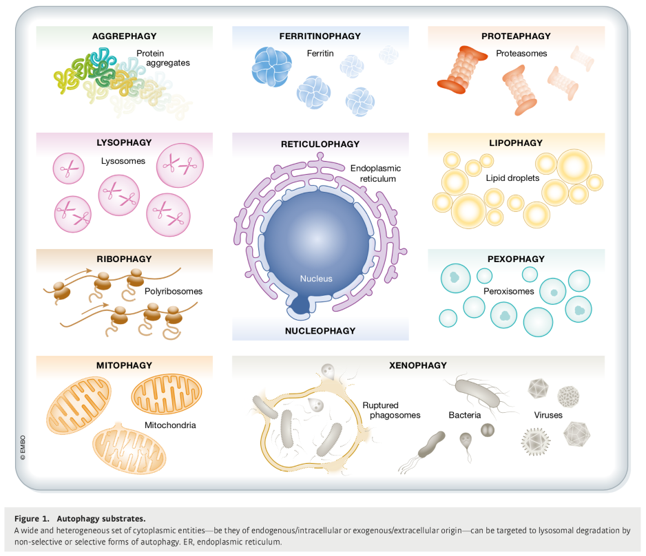 <ol><li><p>Constitutive</p><ul><li><p>many cell components can be degraded</p></li><li><p>non specific</p></li><li><p>but, overall level is controlled by need (e.g need to recycle nutrients)</p></li></ul></li><li><p>Substrate-specific</p><ul><li><p>targeted</p></li><li><p>specific organelles are recognised by autophagy machinery</p><ul><li><p>autophagy adaptors that recognise ‘eat-me’ signals on surface of substrate</p></li></ul></li><li><p>when there is a physiolgical need to remove that specific organelle/substrate</p></li></ul></li></ol><p>e.g mitochondria autophagy→ mitophagy</p>