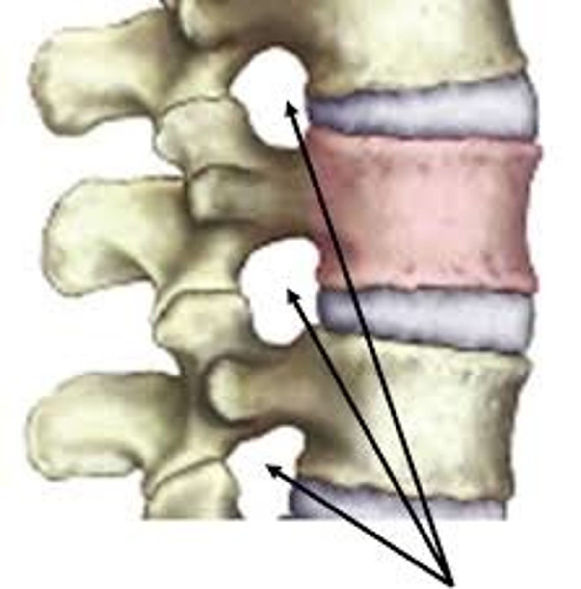 <p>Hole between vertebrae</p>