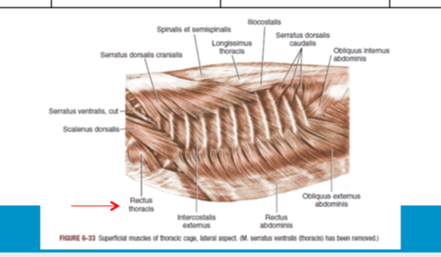 <p><span class="bgP">Innervate :</span>   </p><p>intercostal nerves</p><p><span class="bgP">function</span> : draws ribs forward for the inspiration</p><p><span class="bgP">where :</span> 1rst ribs and costal cartilage </p>