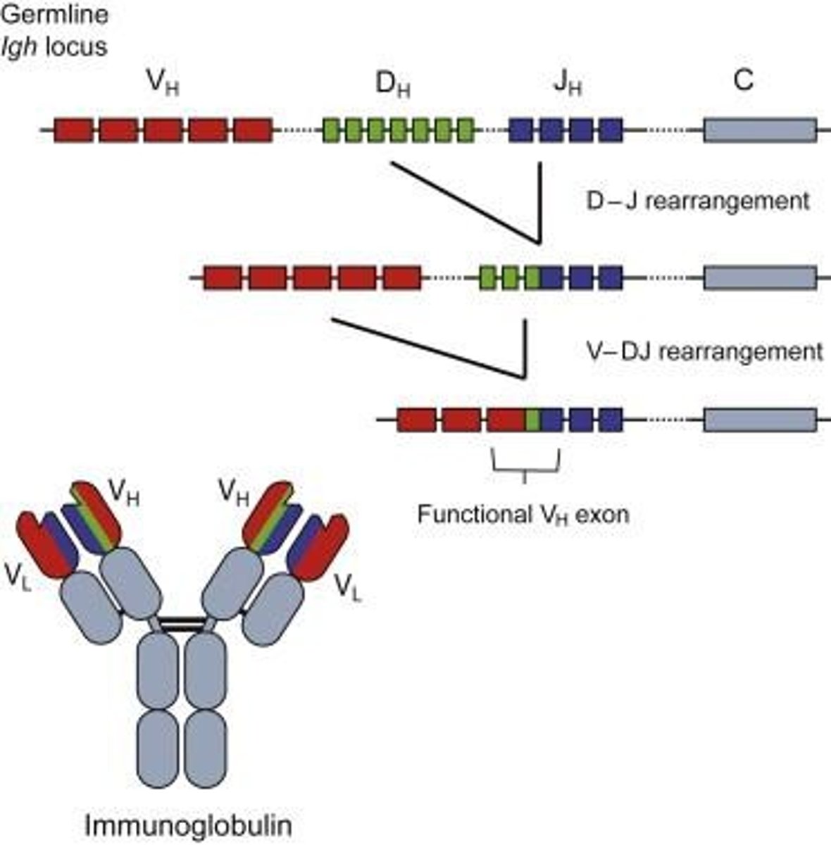 <p>By rearrangements of DNA segments that encode parts of the light and heavy chains during B-cell differentiation.</p>